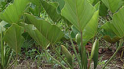 ENMA-philodendron-brasiliense.png